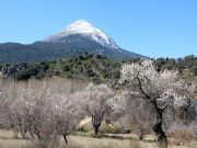 LA SAGRA NEVADA EN PRIMAVERA